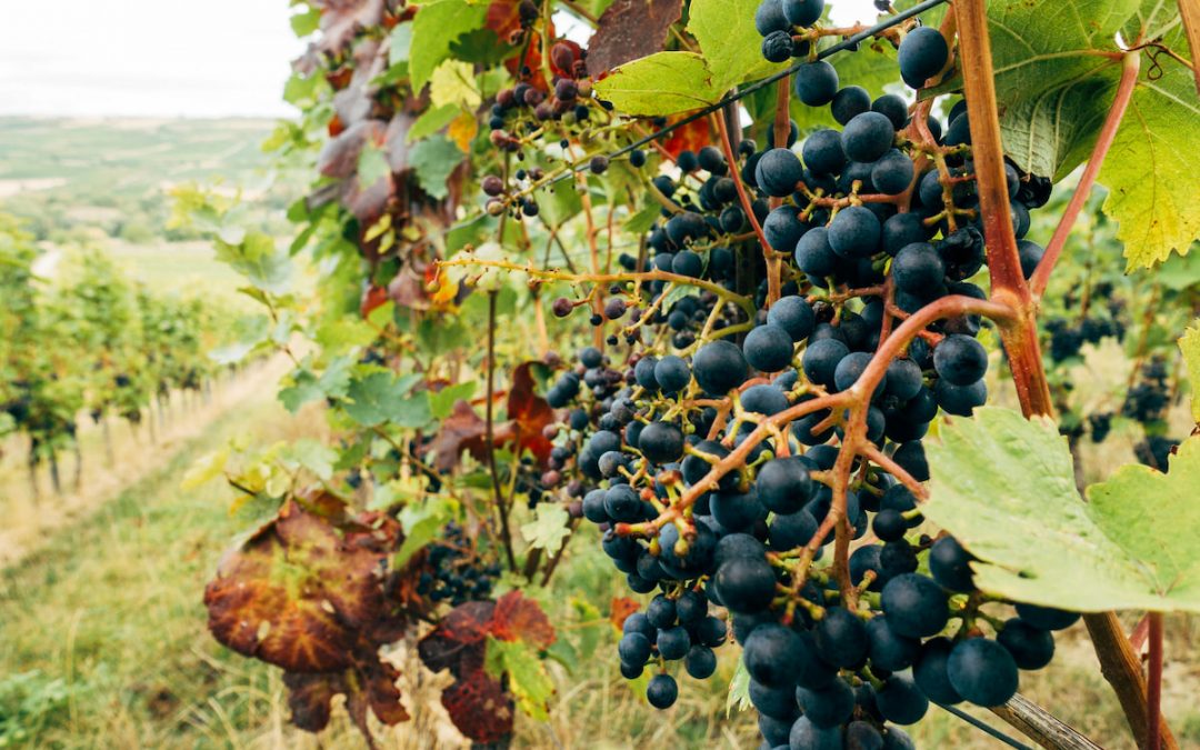 The Importance of Sustainable Wines